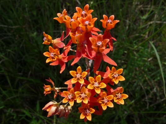 {Asclepias lanceolata}
